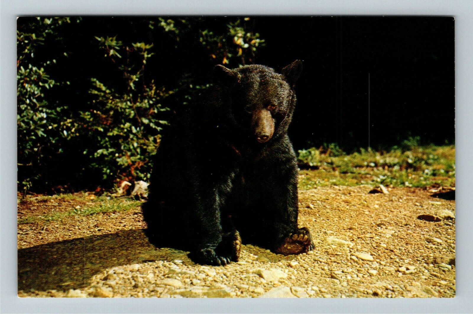 TN-Tennessee, Black Bear, Great Smoky Mountains National Park Vintage Postcard
