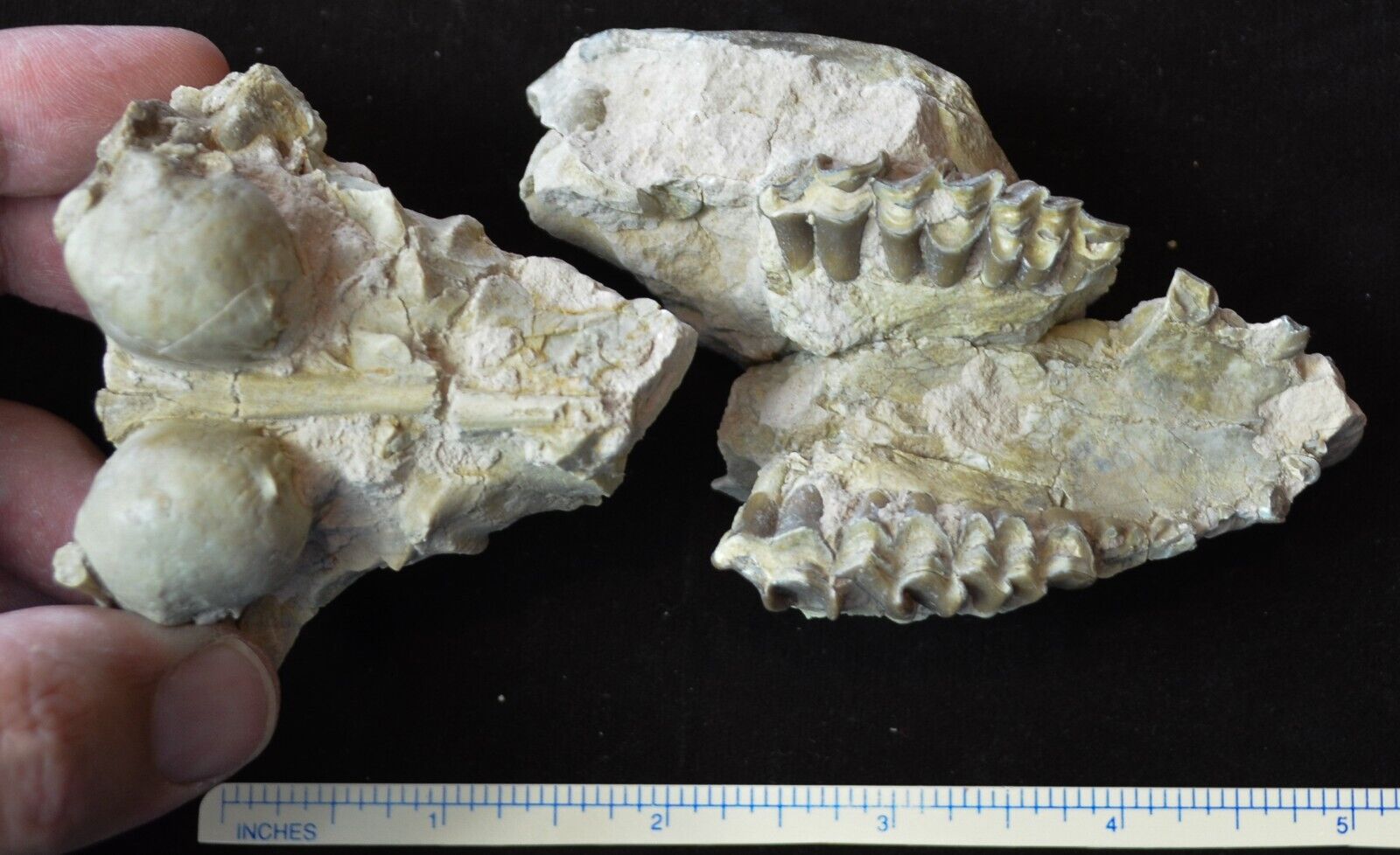 Oreodont Upper Skull, Leptauchenia decora Fossil, Badlands, S Dakota, Olig O1541