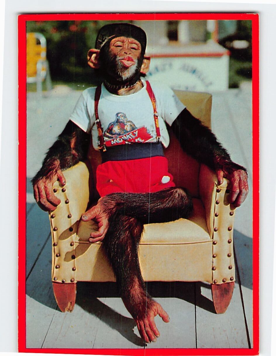 Postcard Waiting for a Kiss Chimpanzee at the Monkey Jungle Florida USA