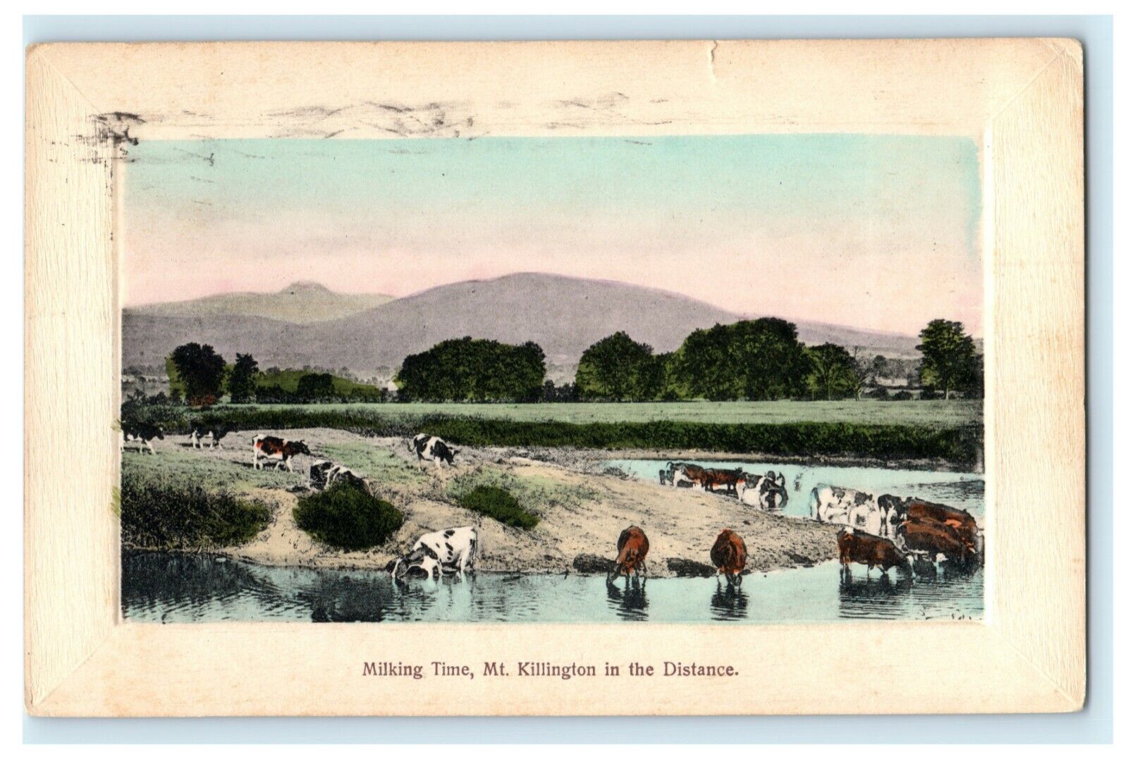 1909 Milking Cows Mt. Killington Newport Vermont VT Measles Syndonville Postcard
