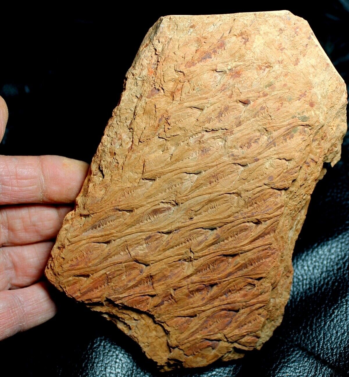 Big, excellent well preserved Carboniferous bark - Lepidodendron aculeatum