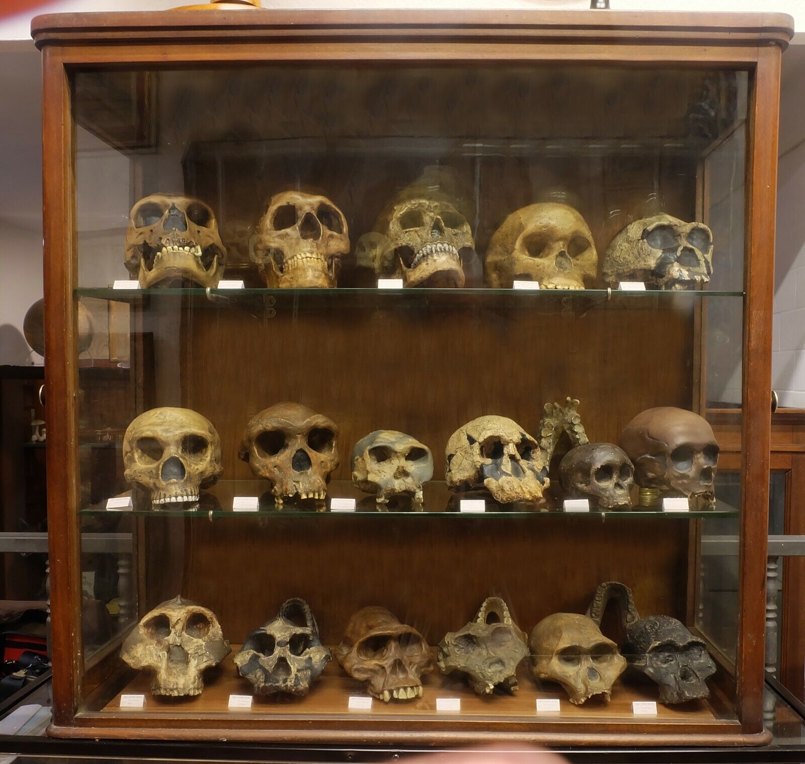 Anthropology - NATURAL SIZE - Ancient collection of 17 skulls of human evolution