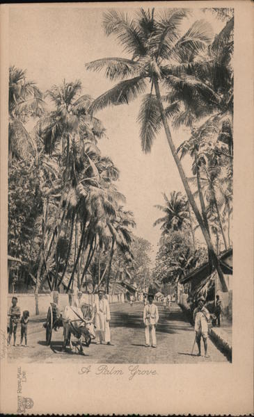 Trees Sri Lanka A palm grove Orient Royal Mail Line Postcard Vintage Post Card