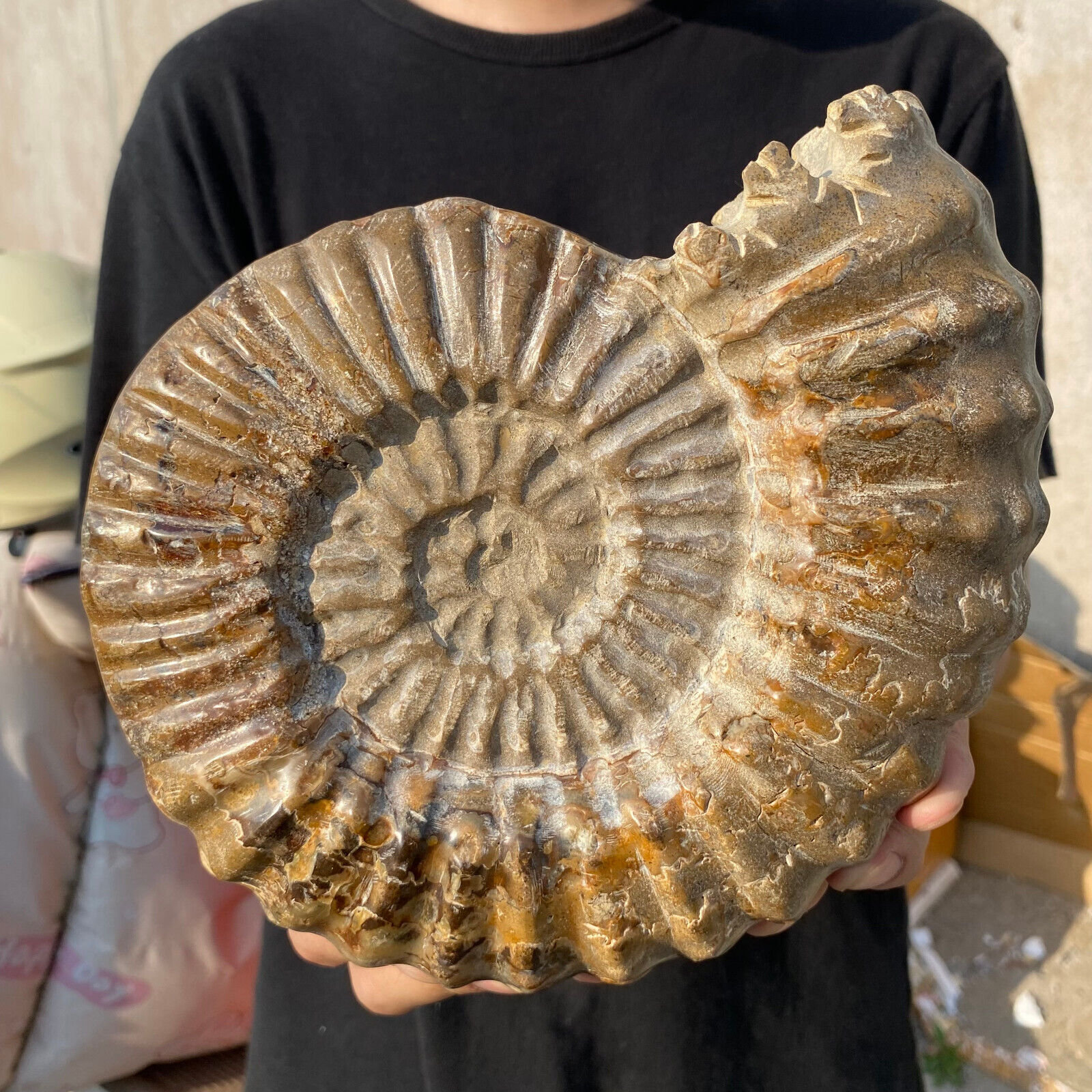 5.4lb Large Rare Natural Ammonite Fossil Conch Crystal Specimen Healing