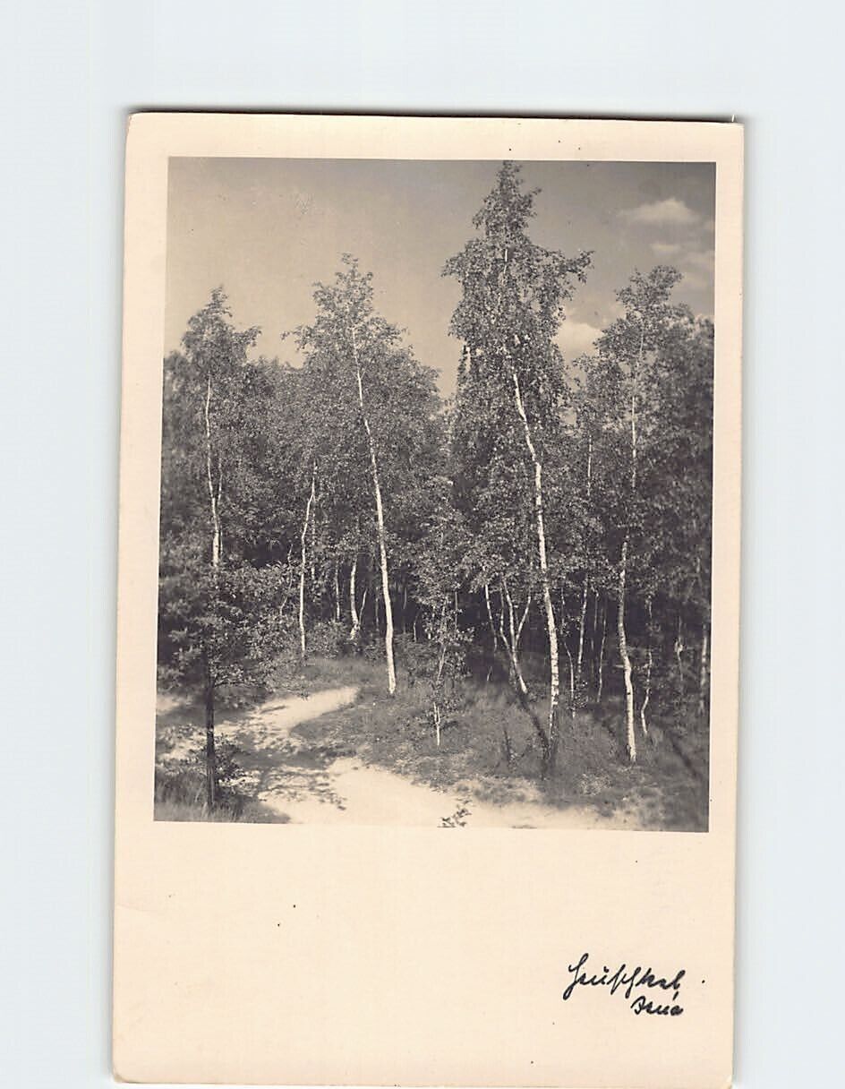 Postcard Forest Nature Scene