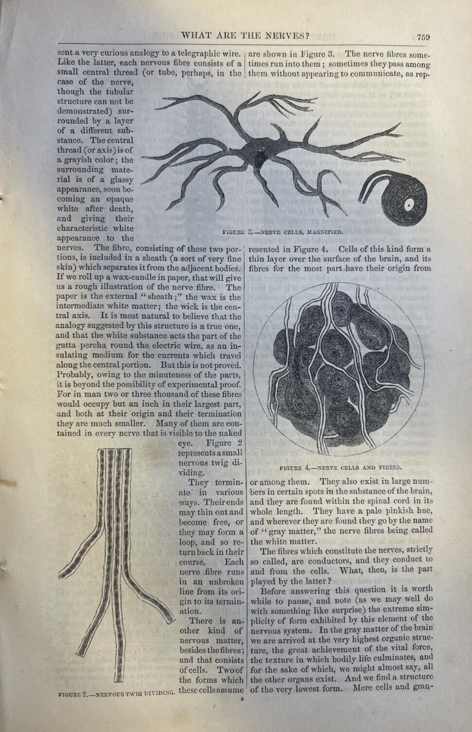 1862 Physiology Medicine What Are Nerves illustrated