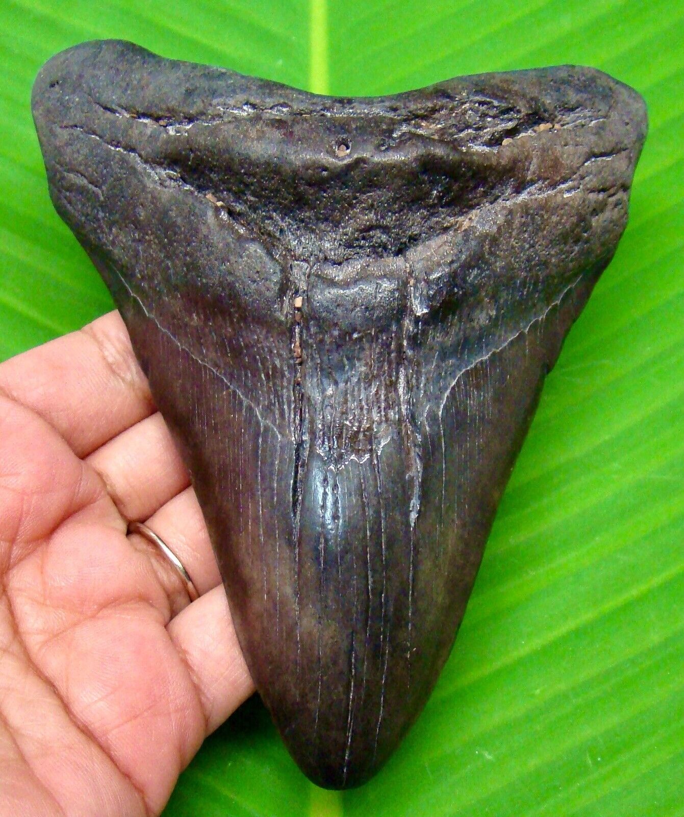 MEGALODON SHARK TOOTH - ALMOST 5\