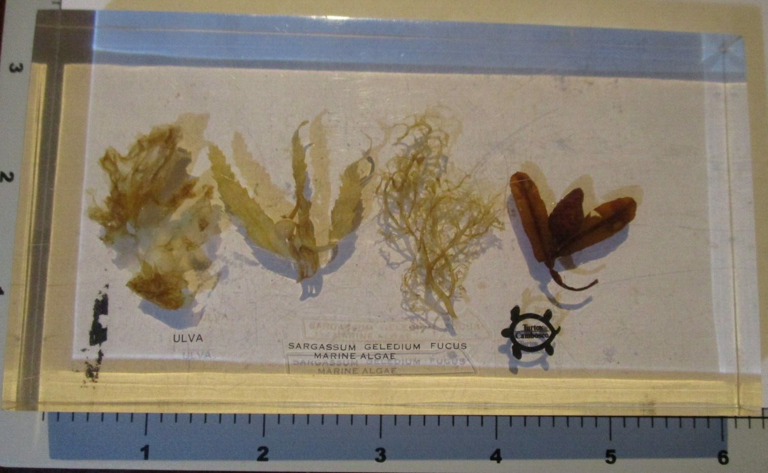 MARINE ALGAE Turtox Ulva Sargassum science school vintage preserved specimen #4