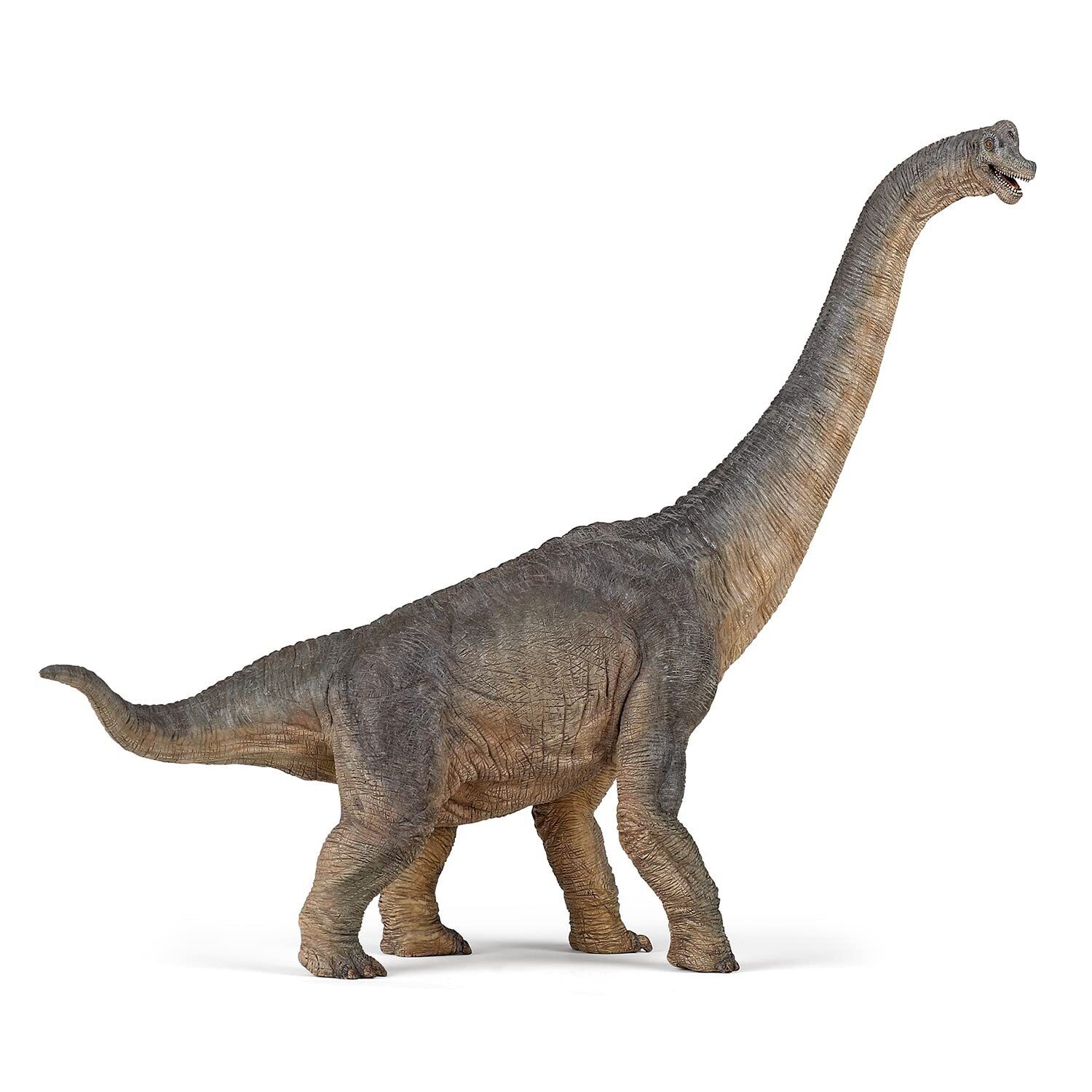 The Dinosaur Figure, Brachiosaurus , 31cm