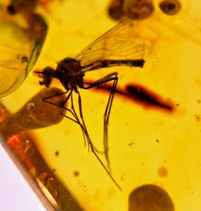 A101 BU1118 Superb Large Rhagionid Fly in Burmese Amber Myanmar ~99mya