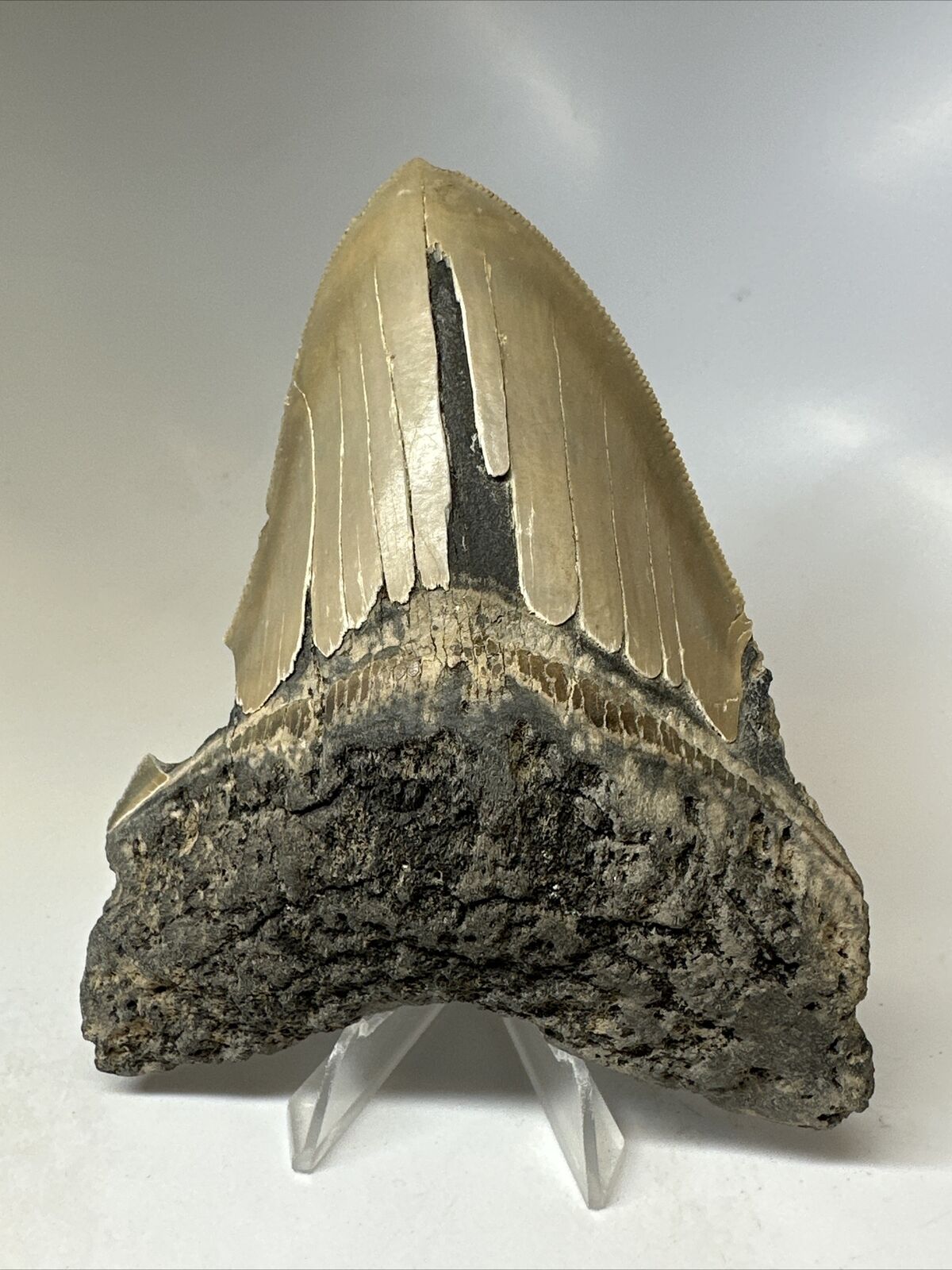 Megalodon Shark Tooth 5.11” Big - Serrated Fossil - Real 16864