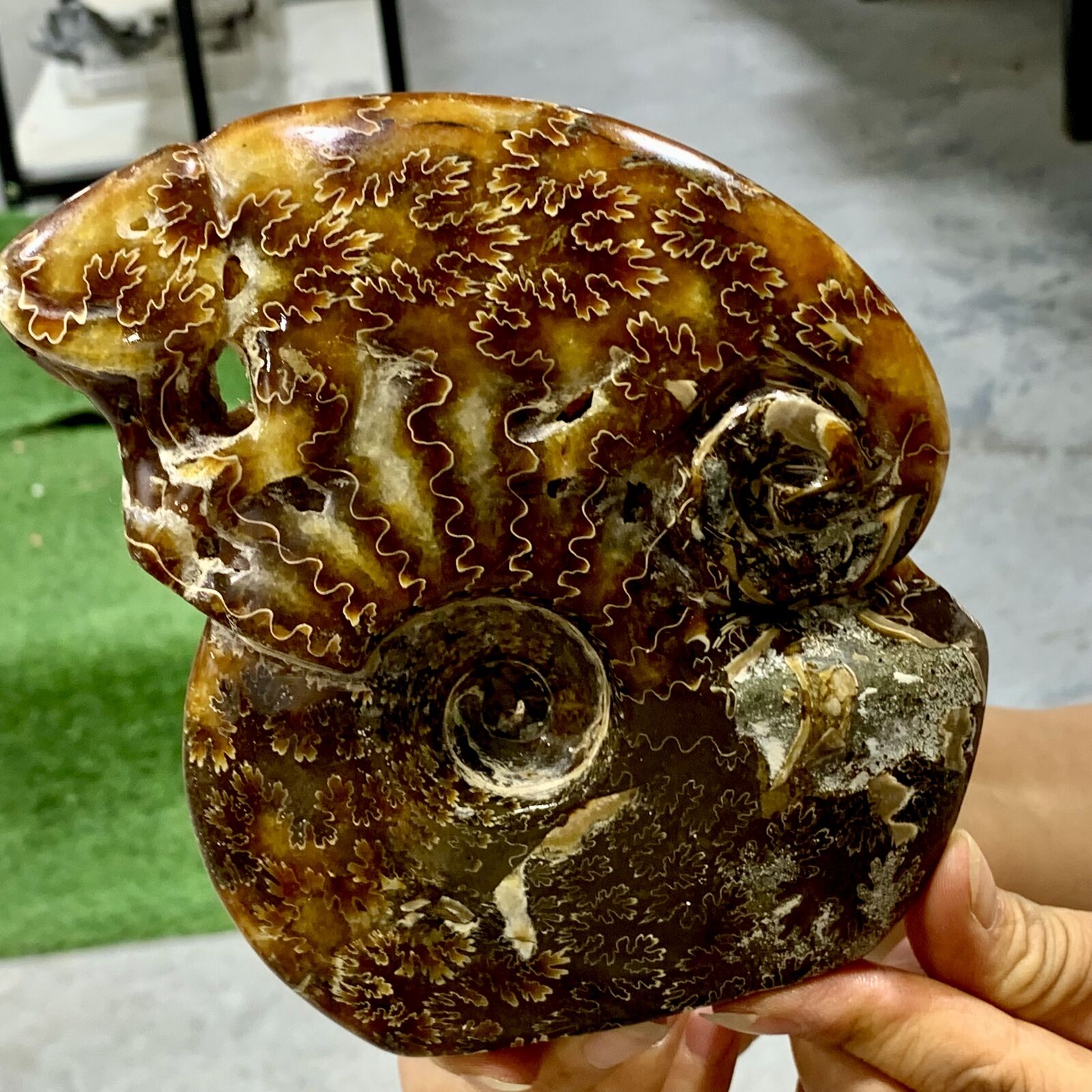 1.64LB Rare Natural Tentacle Ammonite FossilSpecimen Shell Healing Madagascar