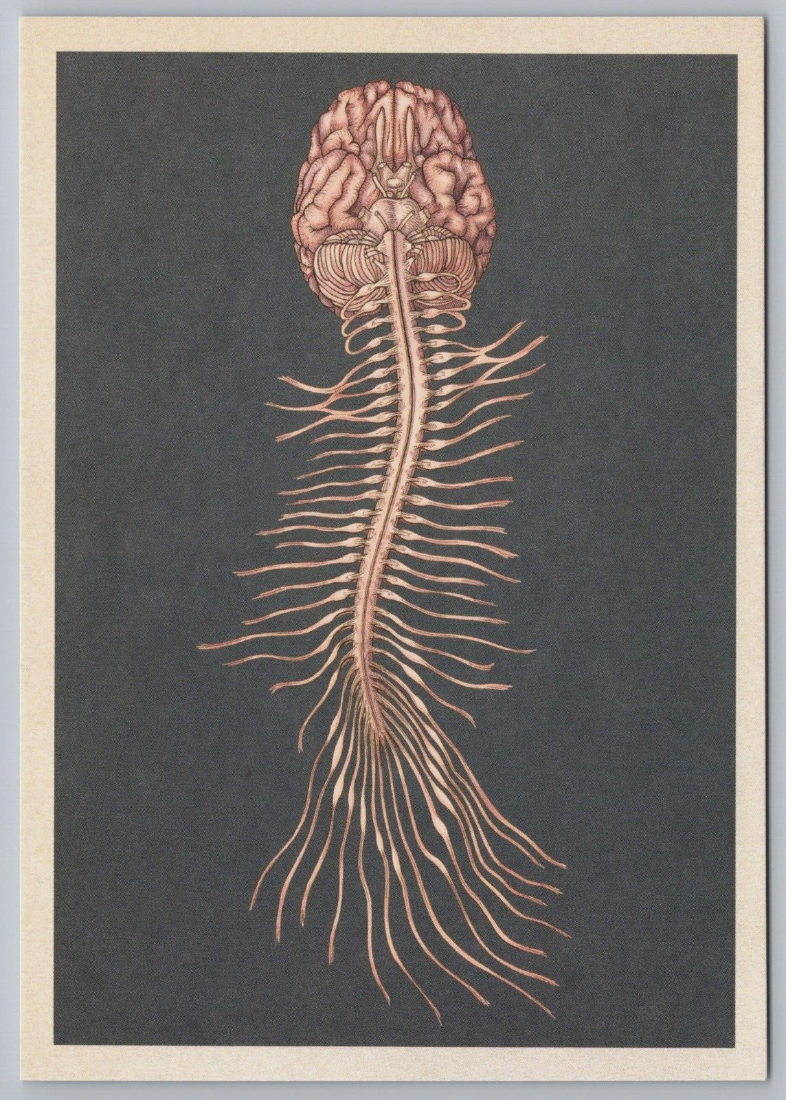 Human Brain and Spinal Cord Anatomy Museum Art Science Anatomicum Postcard B17