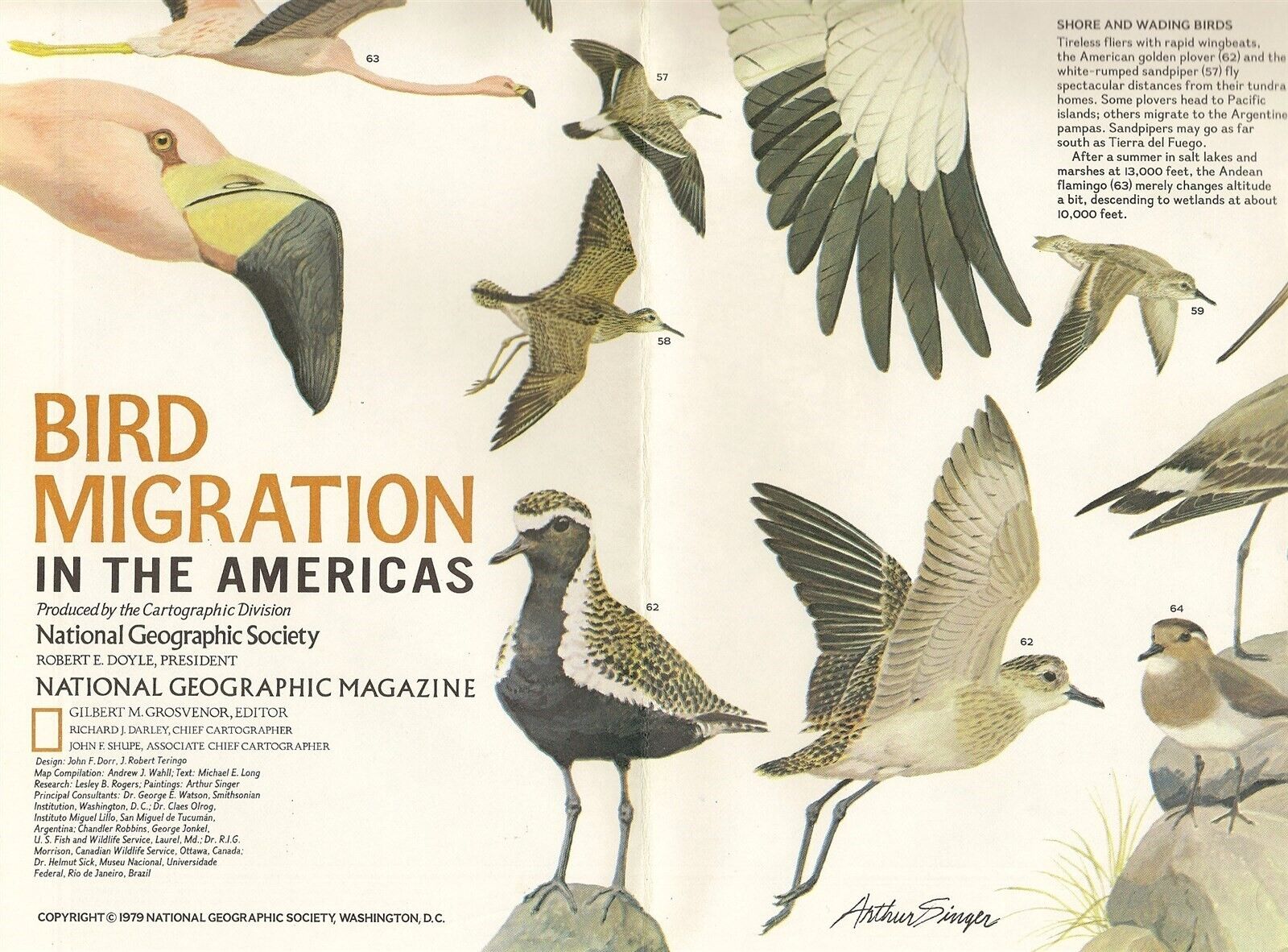 BIRD MIGRATION ROUTES Map North + South America Illustrations by Arthur Singer