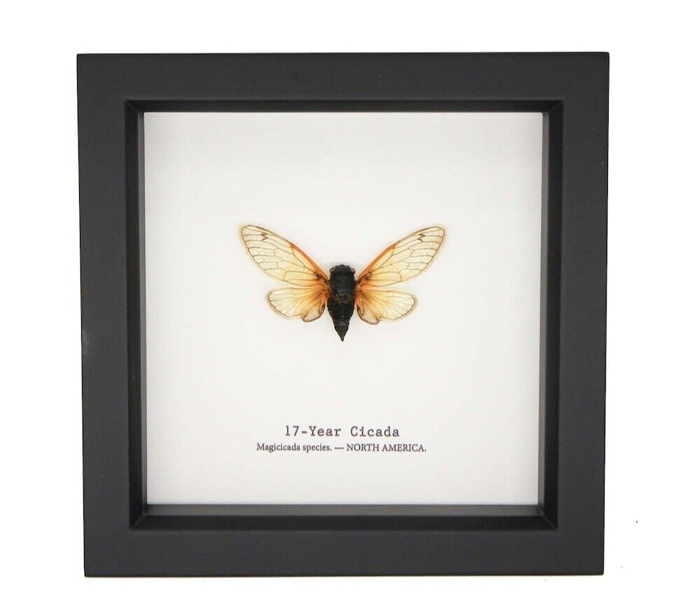 Real Framed 17 year Periodical Cicada Taxidermy 5x5 or 6x6 black or white