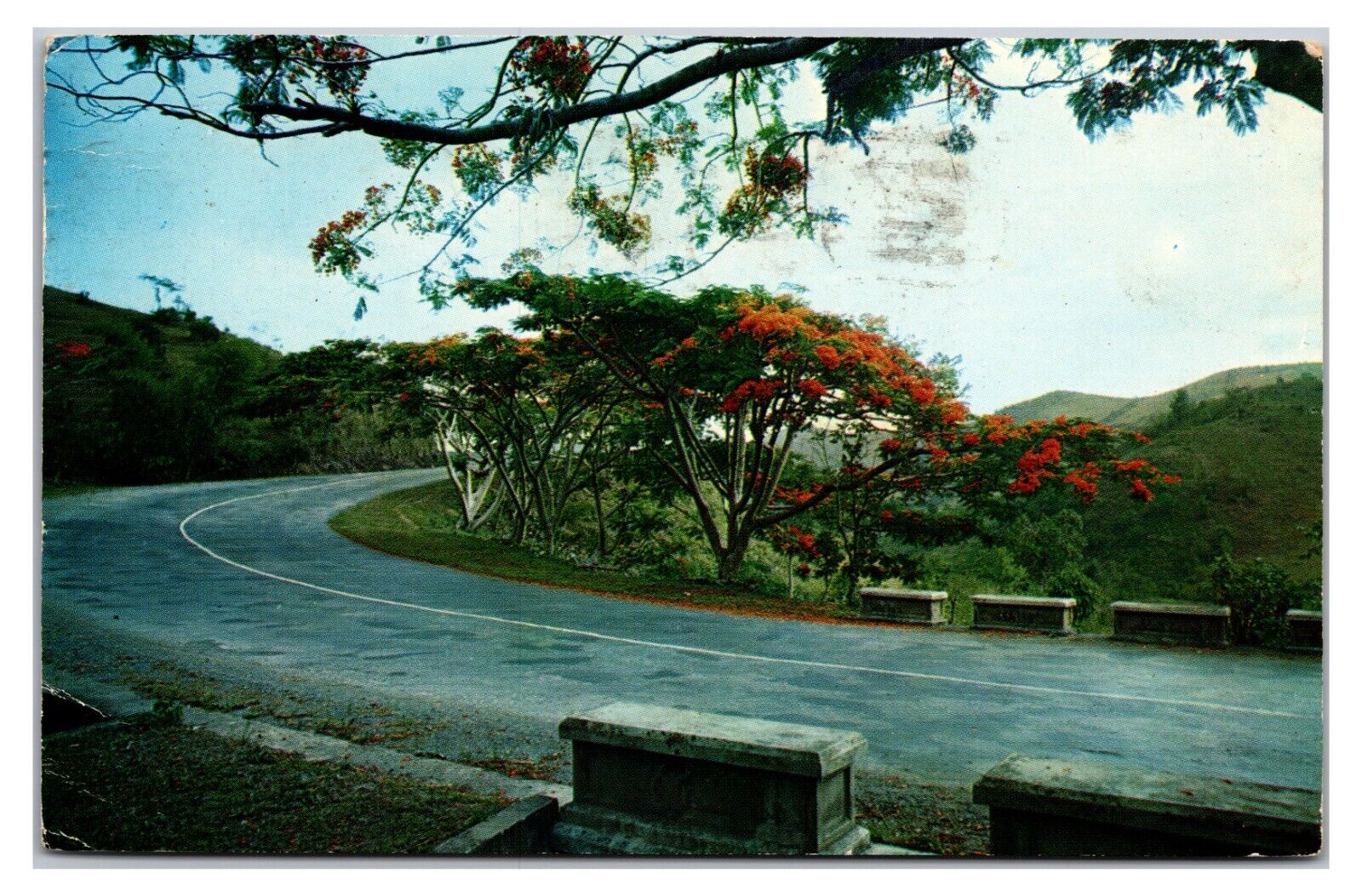 Vintage 1960s - The Flamboyant Trees - Puerto Rico Postcard (Posted 1963)