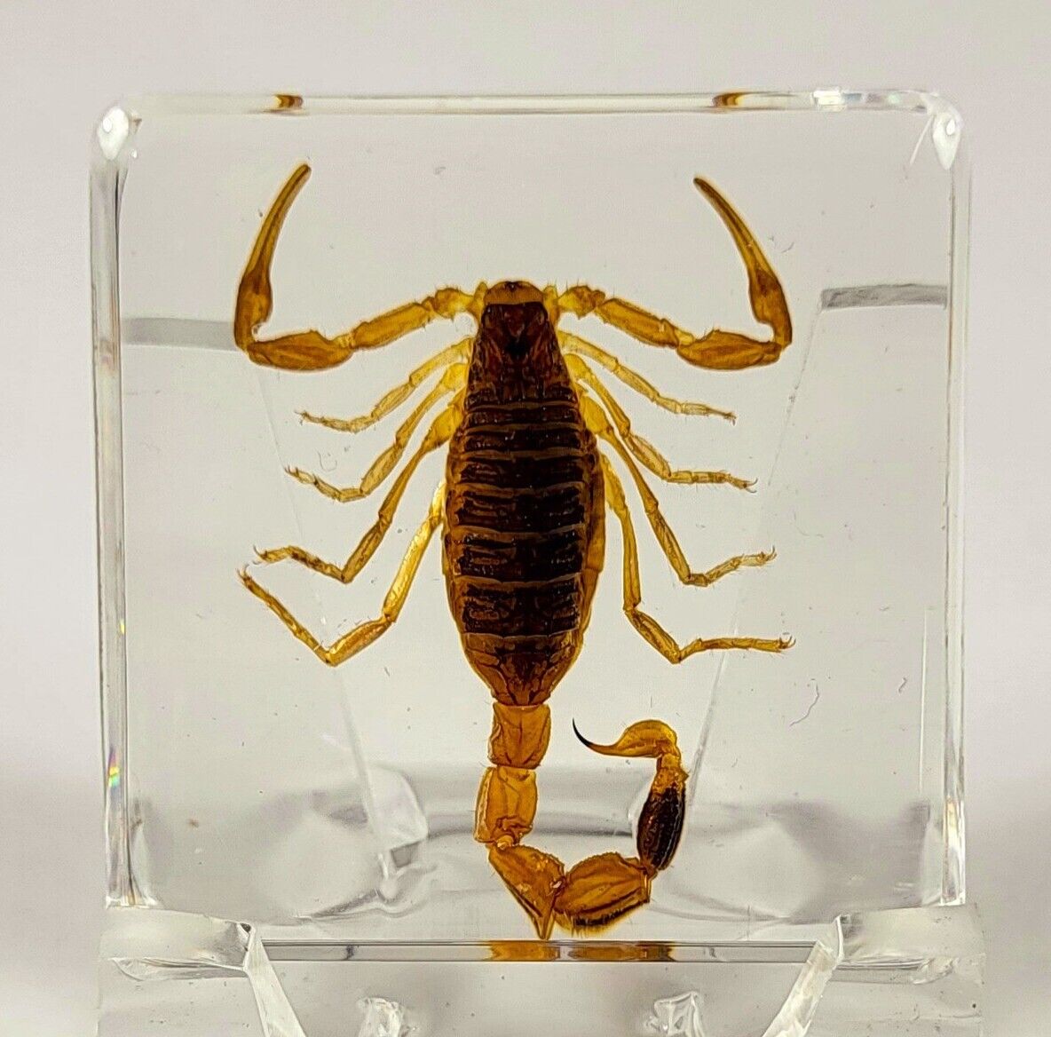 38mm Golden Scorpion in Clear Lucite Resin Science Education Collection Specimen