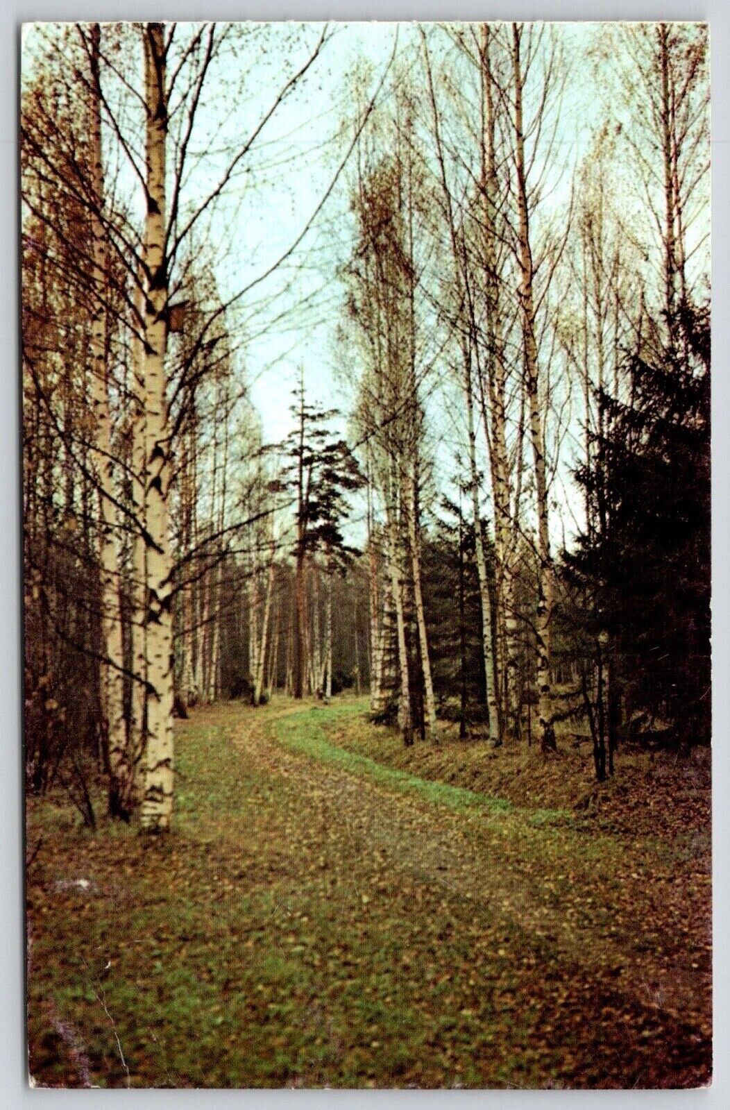 Pavlovsk Avenue Park Country Road Forest Fall Autumn Aurora Art Vintage Postcard