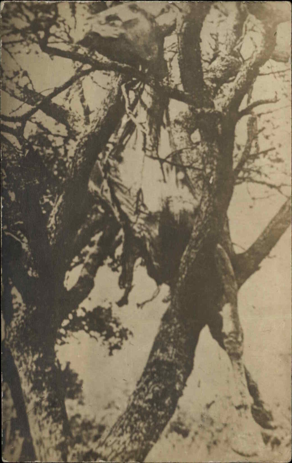 Bizarre McCabre Dead Horse or Sheep in Tree From Tornado? c1910 RPPC Postcard
