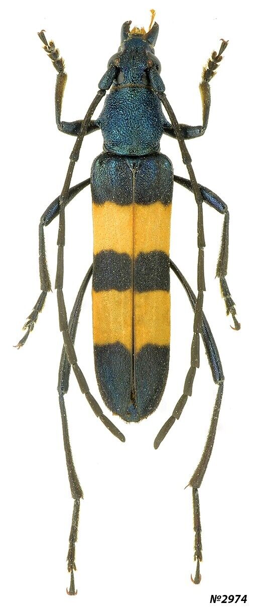 Coleoptera Cerambycidae Polyzonus fasciatus Far East of Russia 18mm