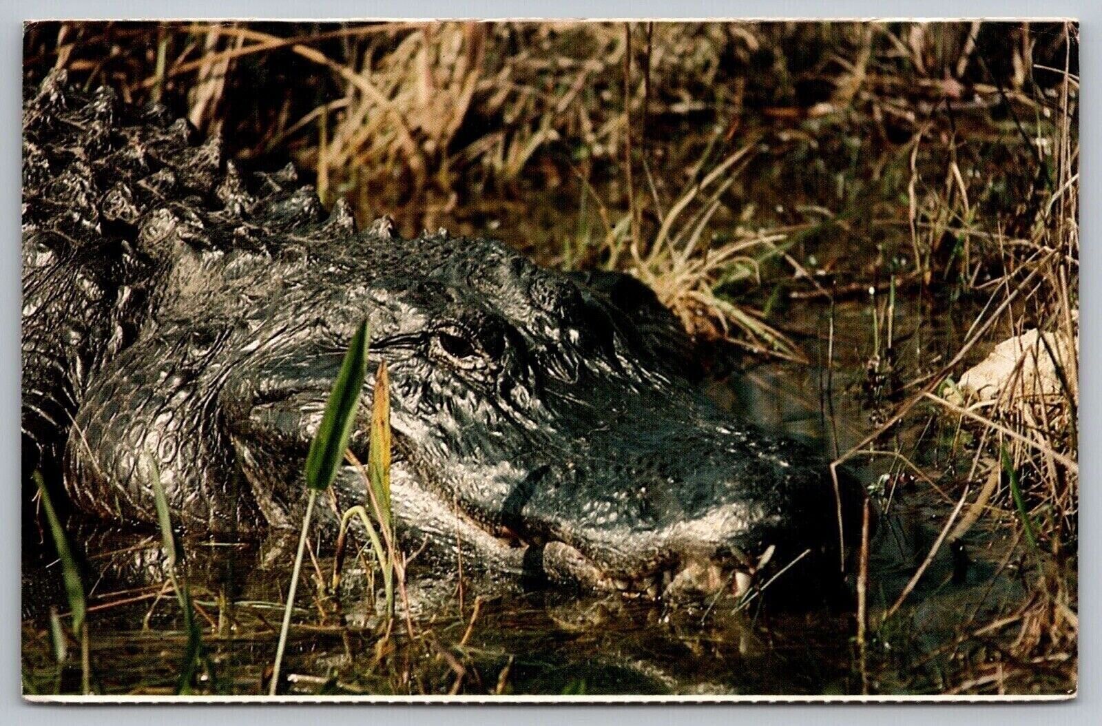 Alligator Everglades National Park Florida FL Postcard UNP VTG Unused Vintage