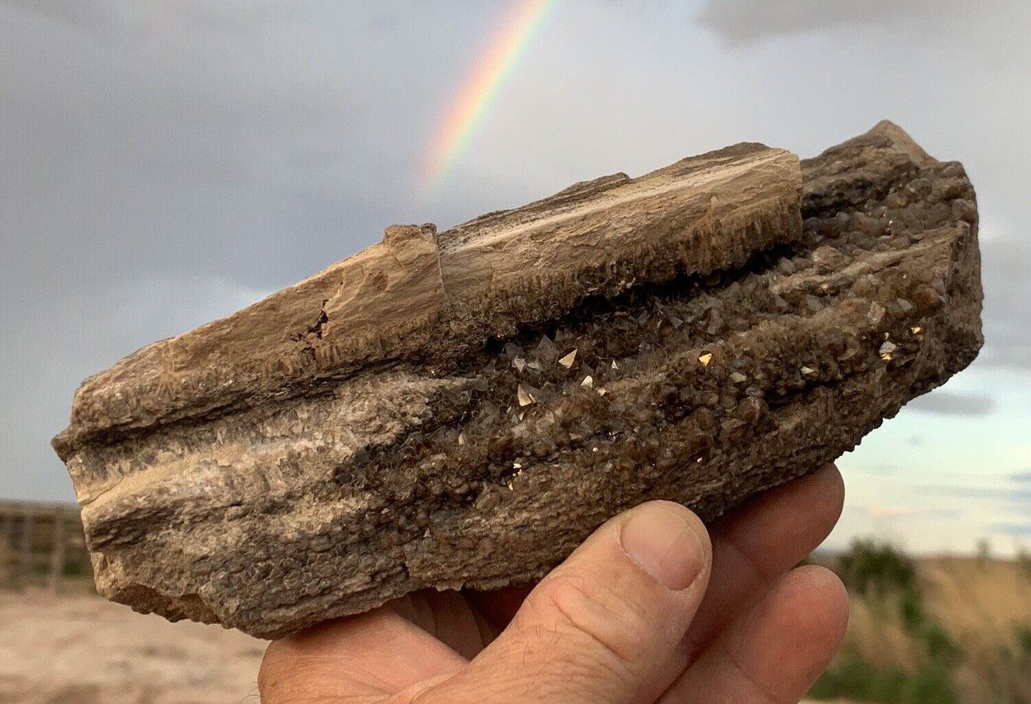☘️RR⛏️: Arizona Petrified Wood W/dark Smoky Quartz Crystals, NE AZ. 1.5 Lb