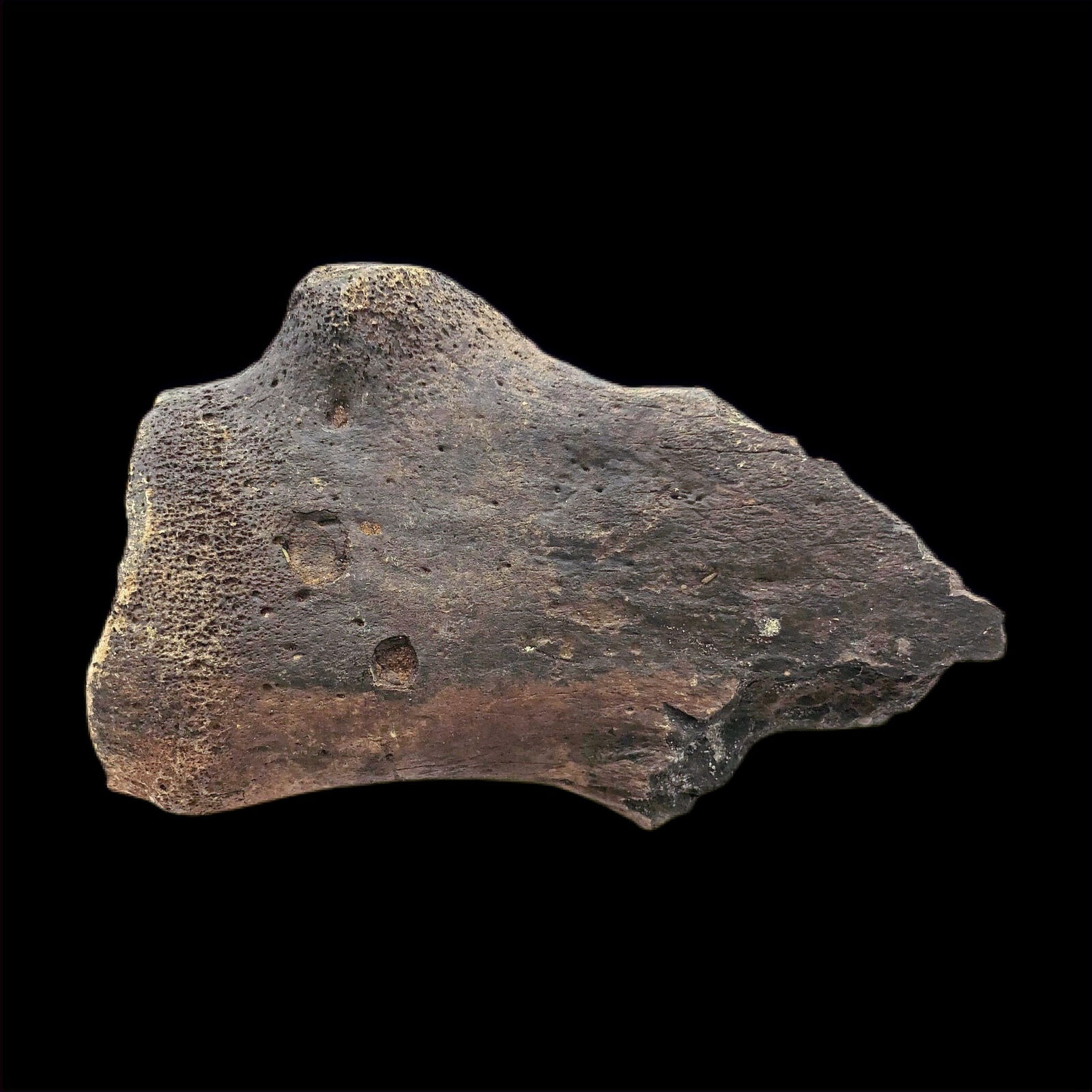 Extinct Ice Age Camel Fossil Bone
