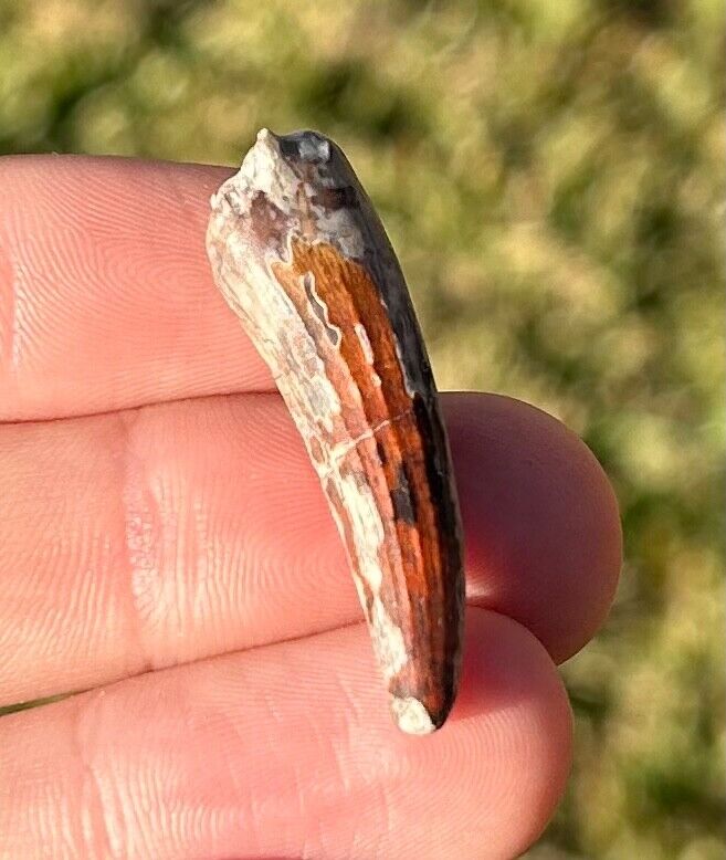 NICE COLOR Suchomimus Dinosaur Tooth Fossil from Niger Erlhaz Fm Spinosaurid