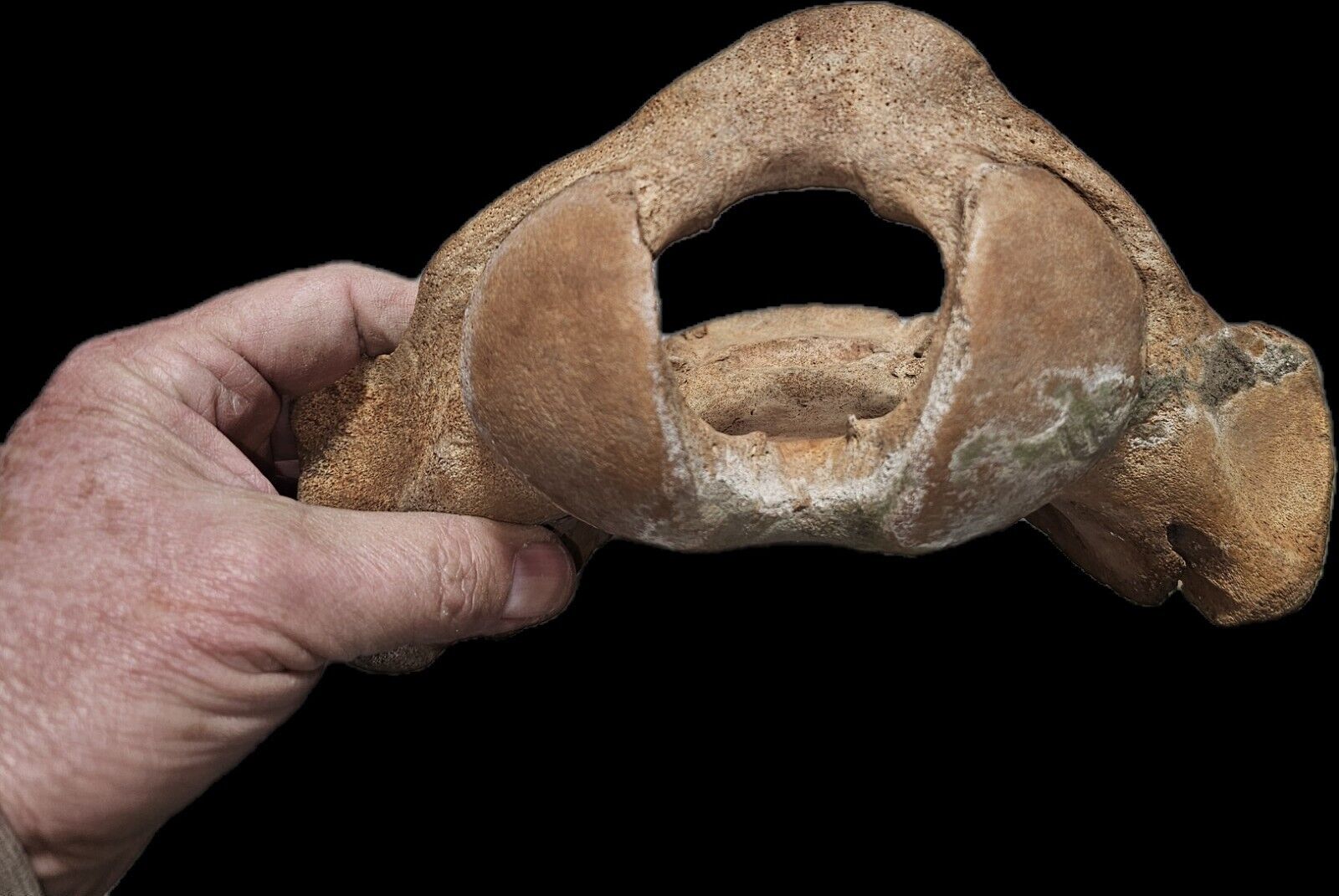  Walrus Skull Occipital Fossil.