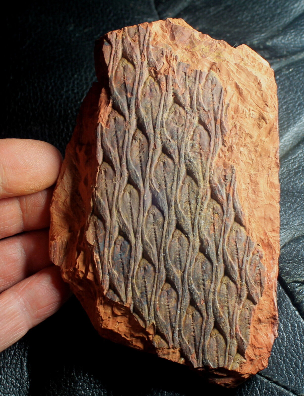 Lepidodendron aculeatum - Beautiful preserved Carboniferous fossil bark