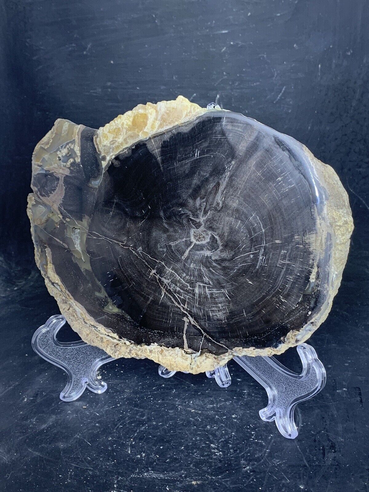 Blue Forest Petrified Wood Display Slab ( Wyoming)