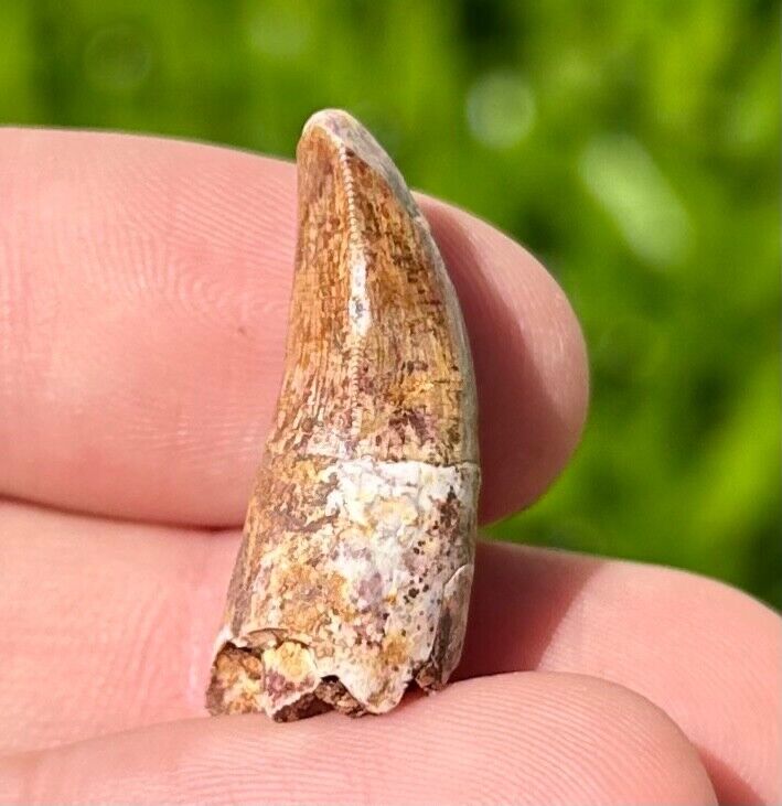 ROOTED Fossil Phytosaur Tooth Redondasaurus Triassic Dinosaur Tooth New Mexico