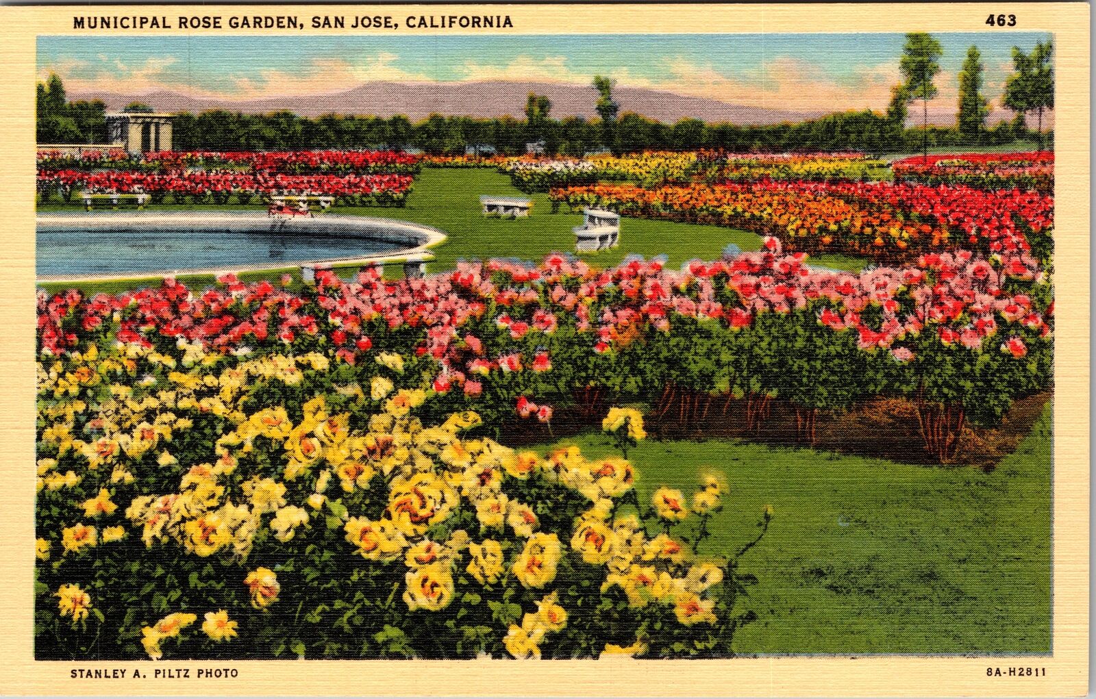 San Jose CA-California, Municipal Rose Garden, Vintage Postcard