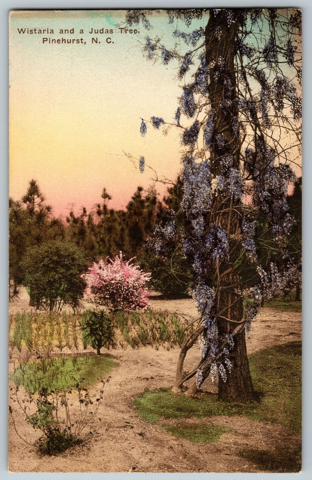 Pinehurst, North Carolina - Wistaria & a Judas Tree - Vintage Postcard
