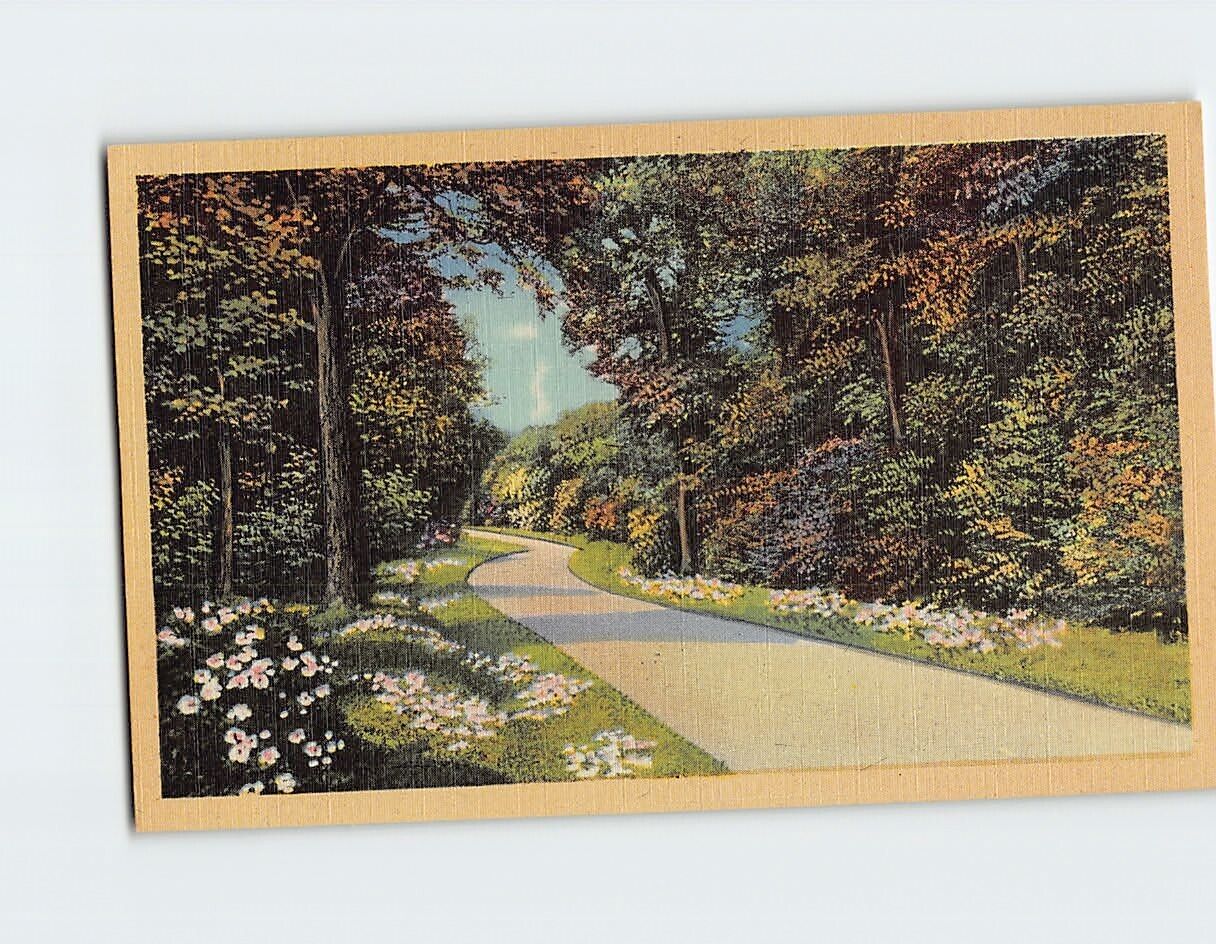 Postcard Road/Pathway Flowers & Trees Nature Scenery