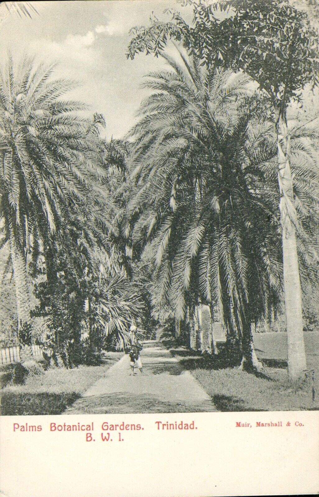 TRINIDAD, Palms Botanical Gardens, B.W.I. RPPC Antique POSTCARD 1908 Real Foto