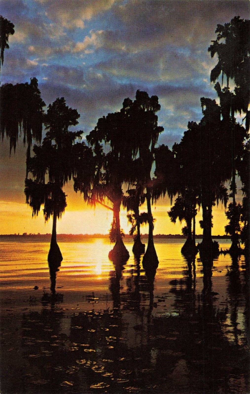 Cypress Gardens Florida, Sunset with Cypress Tree Silhouettes, Vintage Postcard