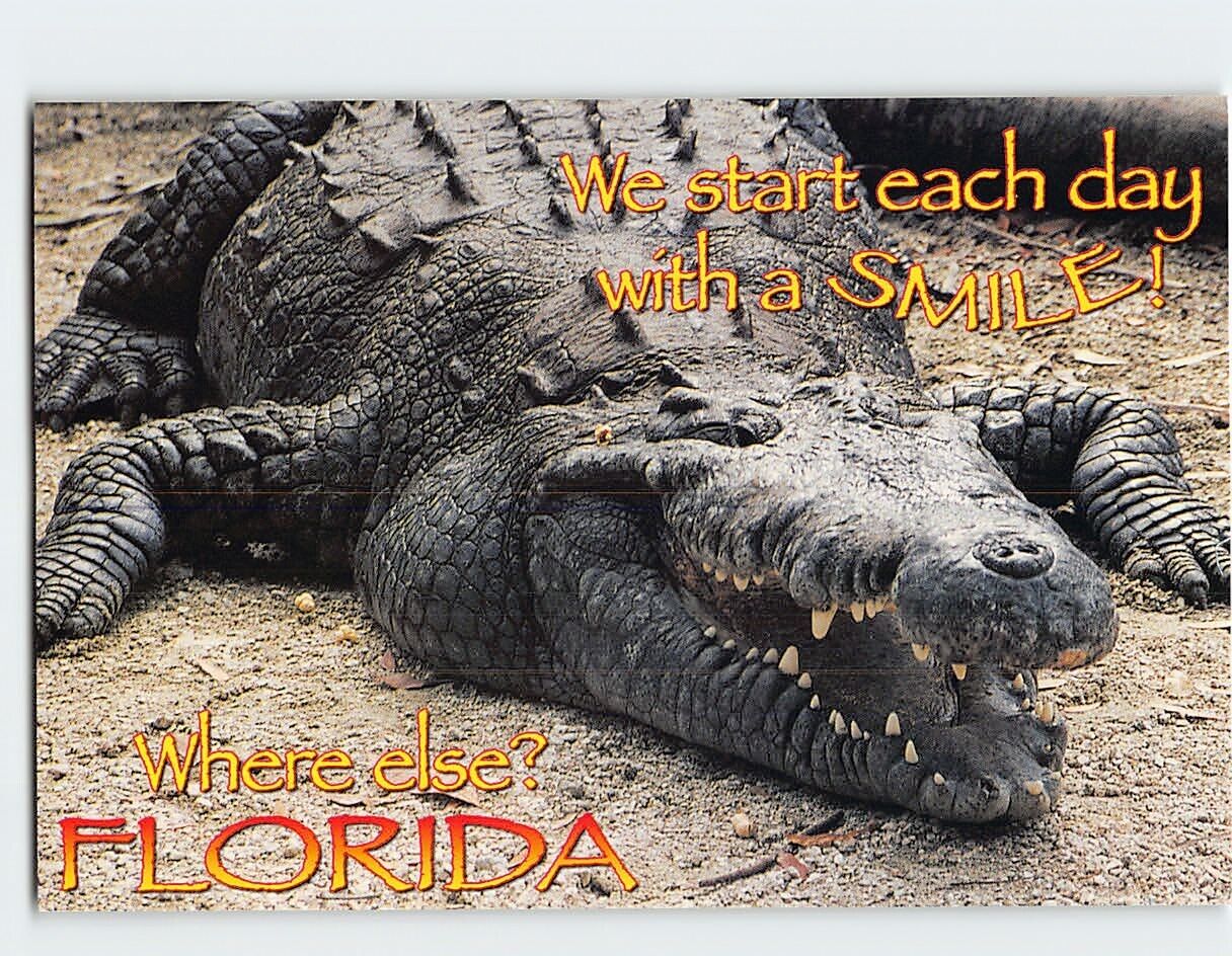 Postcard Florida Alligator USA