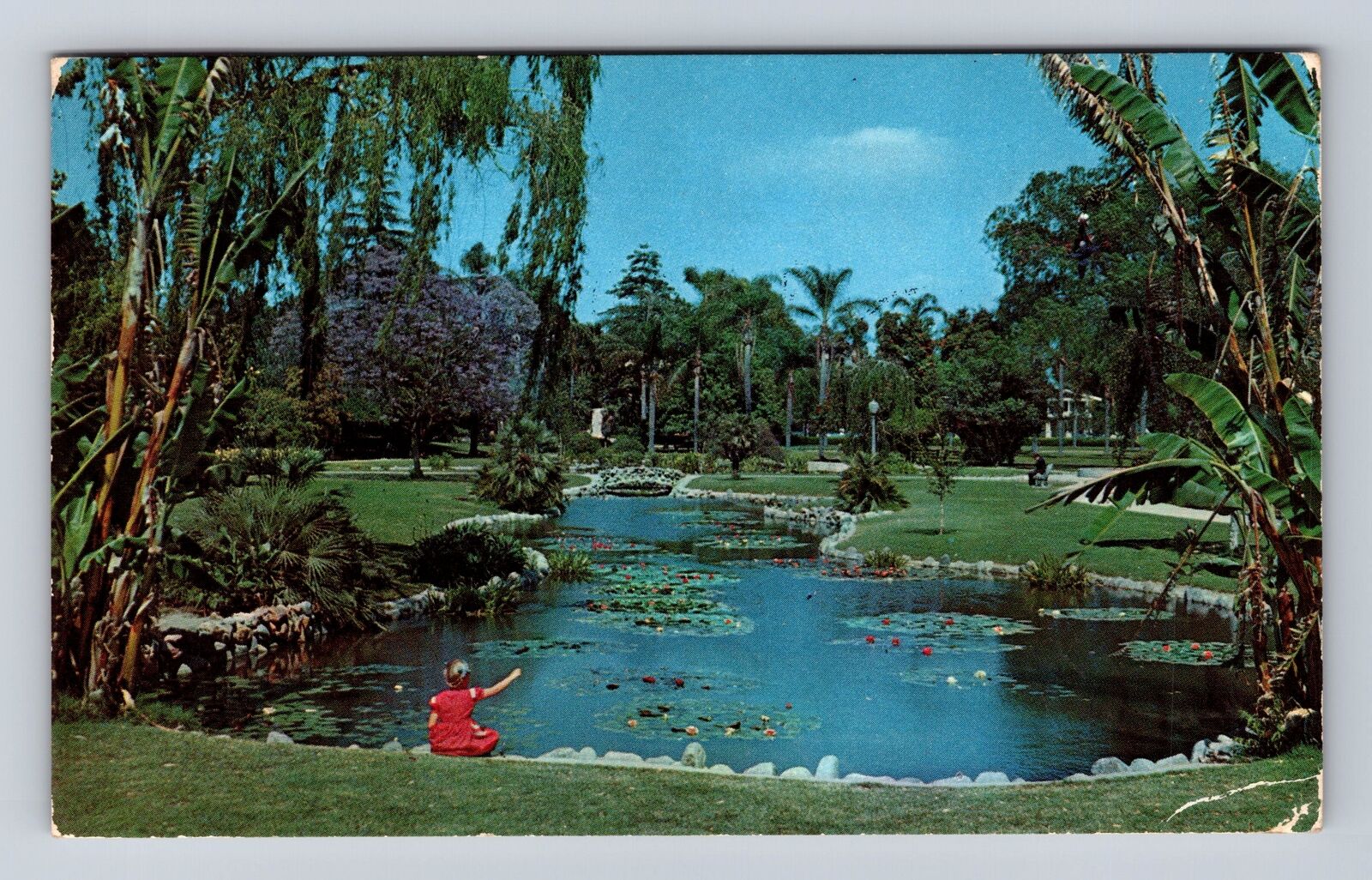 Anaheim CA-California, Water Lily Pond, Antique, Vintage c1955 Souvenir Postcard