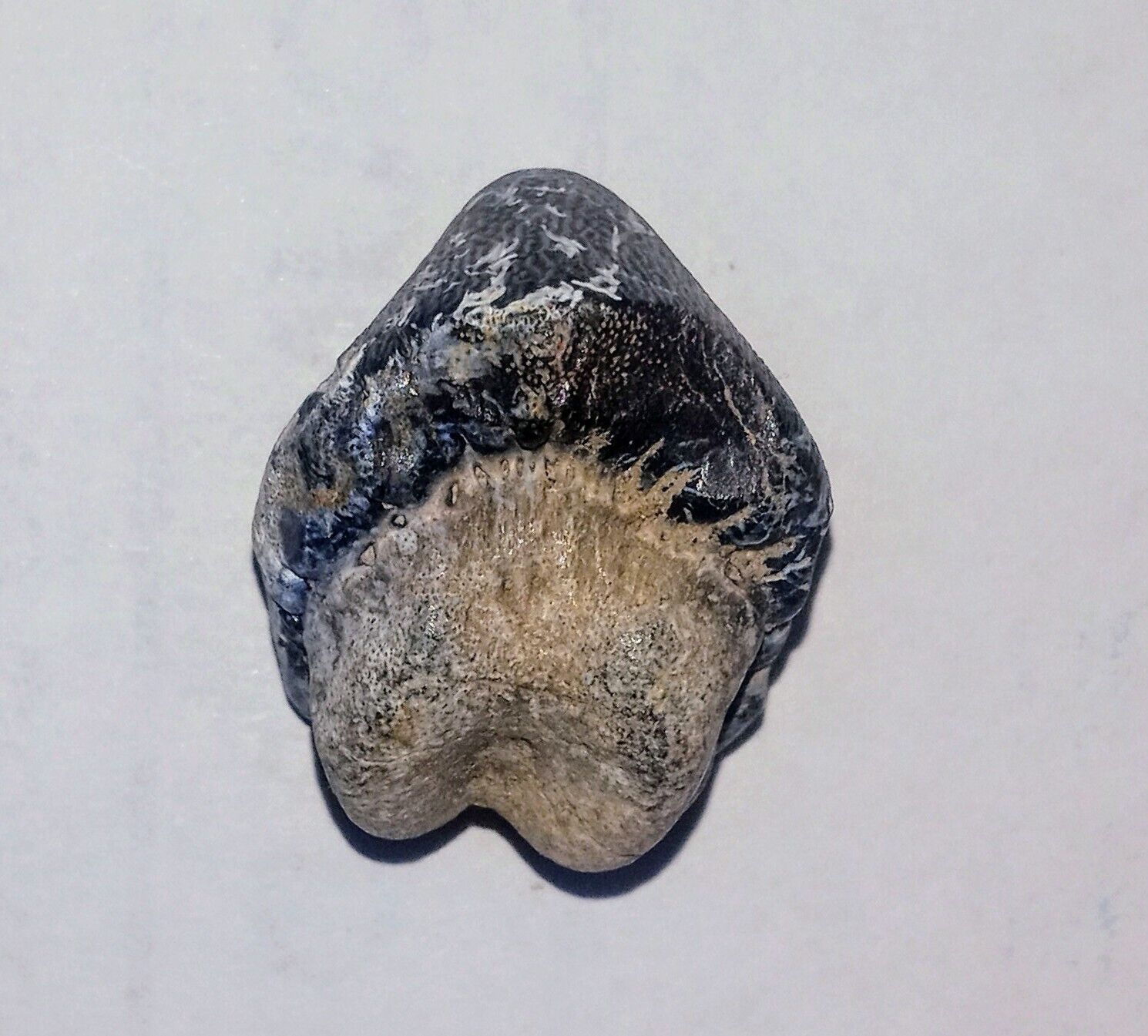Oceans Of Kansas Fossil Sharks Tooth Ptychodus  Cretaceous Age Smoky Hill Chalk