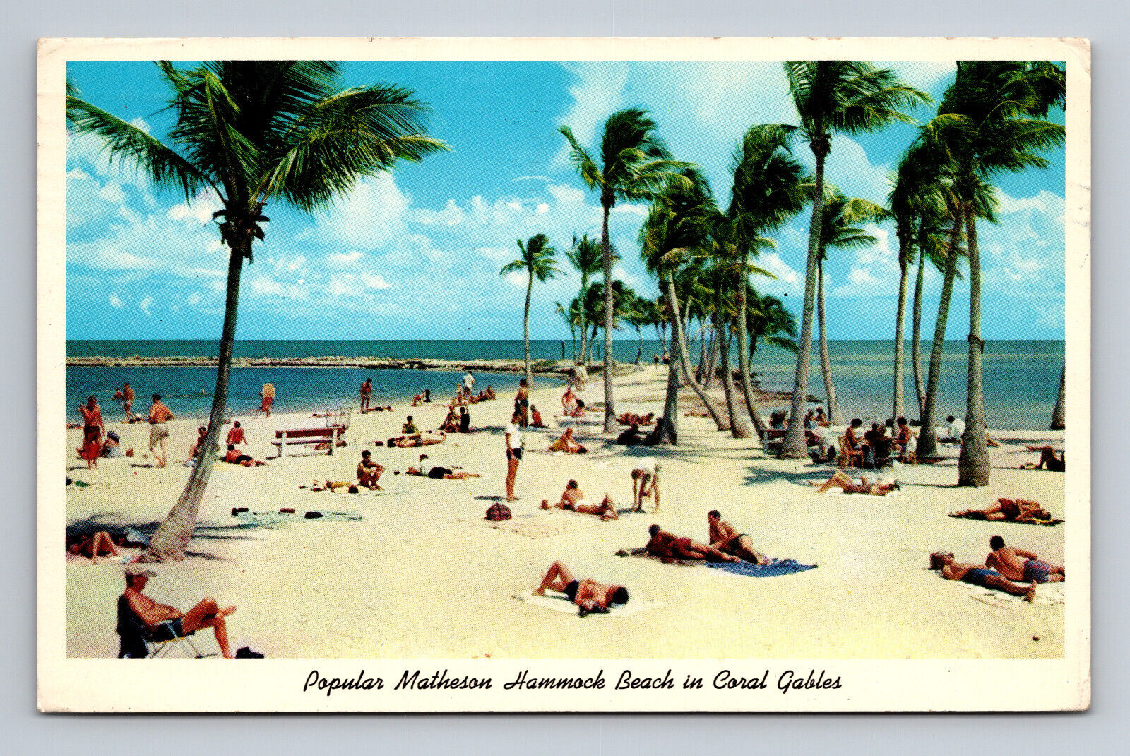 Matheson Hammock Beach Coral Gables FL Sunbathers Palm Trees Postcard