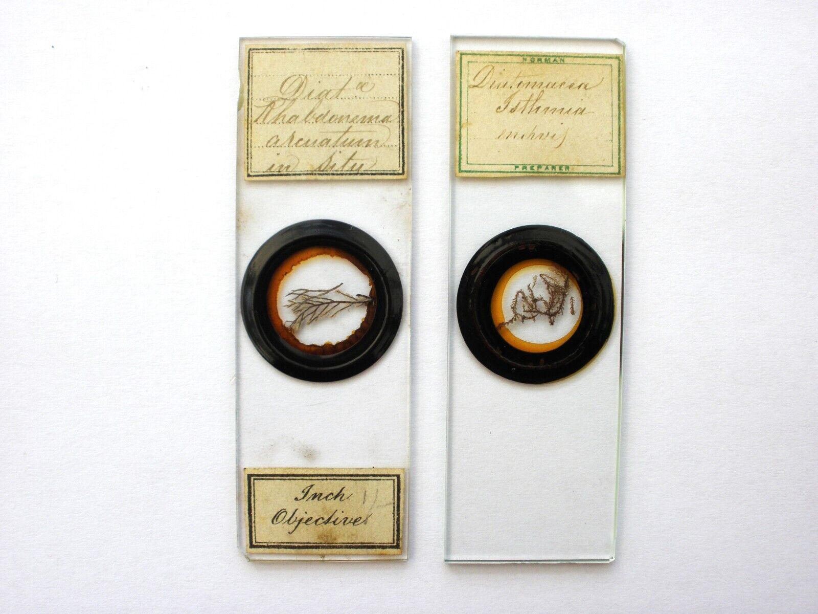 2 Antique Microscope Slides. Diatoms in Situ on Seaweed. by Norman.