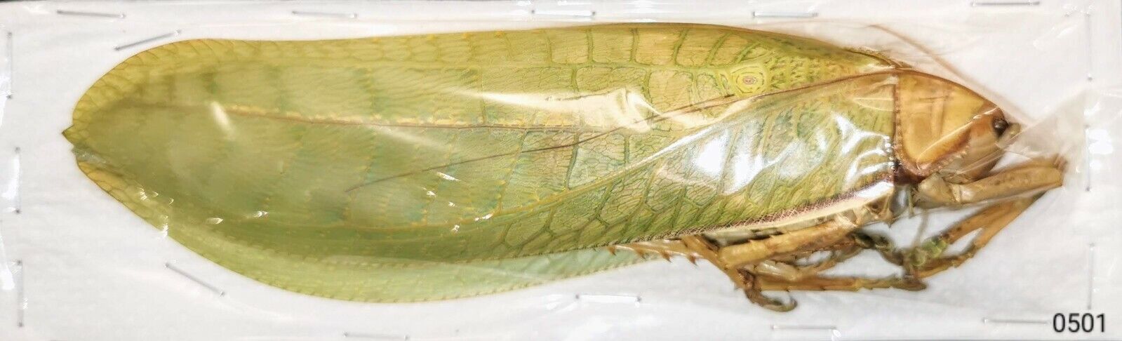 Orthoptera Sasuma sp WS 20cm+ A1 or A- XL FEMALE THAILAND - #0501