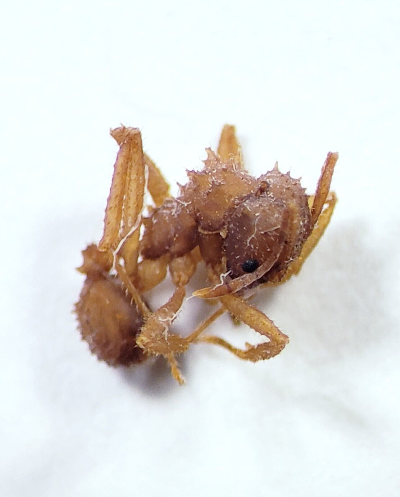 Leaf-Cutter Ant Worker: Acromyrmex sp.  (Formicidae) BELIZE Hymenoptera Insect