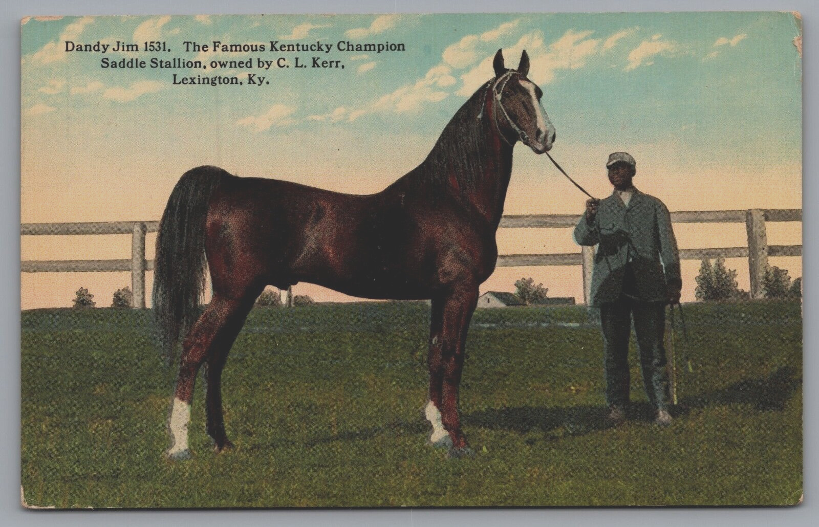 Dandy Jim 1531. Famous Kentucky Champion Owner C.E. Kerr Lexington KY Postcard
