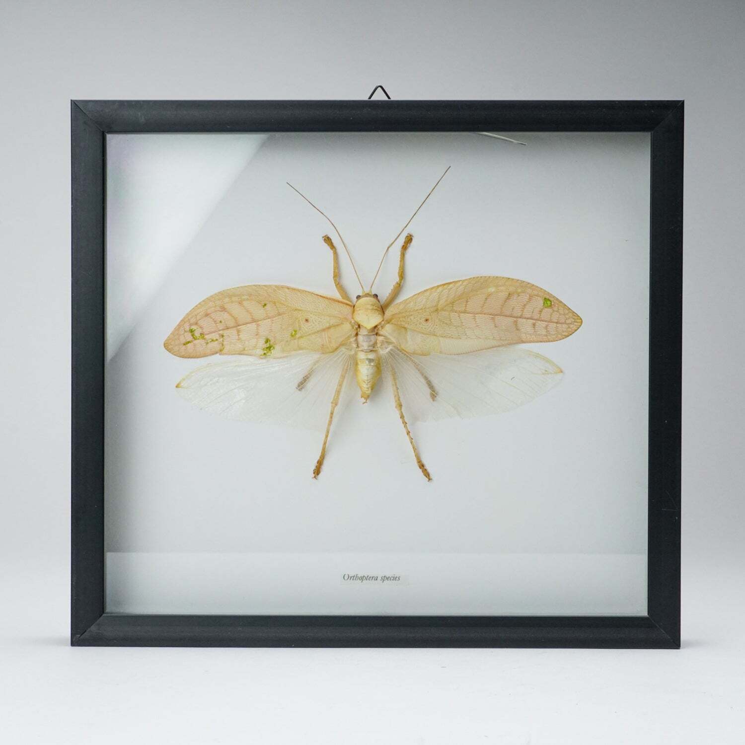 Genuine Orthoptera Species in Display frame