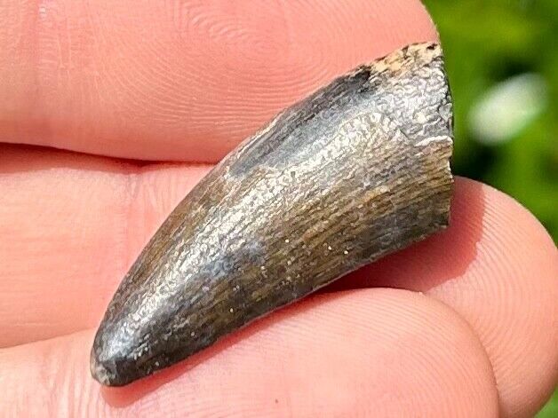 NICE Suchomimus Dinosaur Tooth Fossil from Niger 1.15” Spinosaurid Theropod