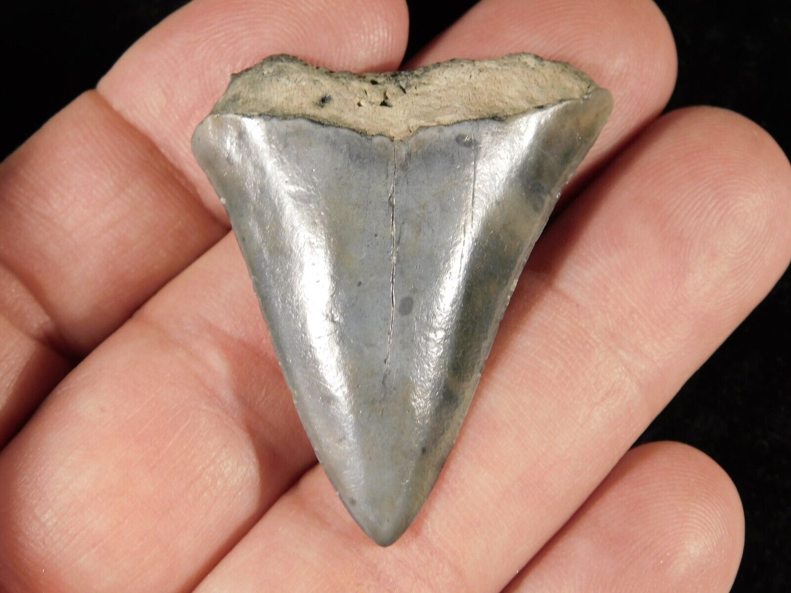 ANCESTRAL Great WHITE Shark Tooth Fossil 100% Natural 10.0gr