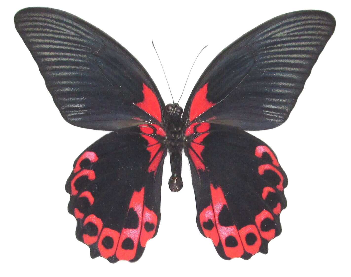 Papilio rumanzovia ONE REAL BUTTERFLY RED BLACK PHILIPPINES WINGS CLOSED