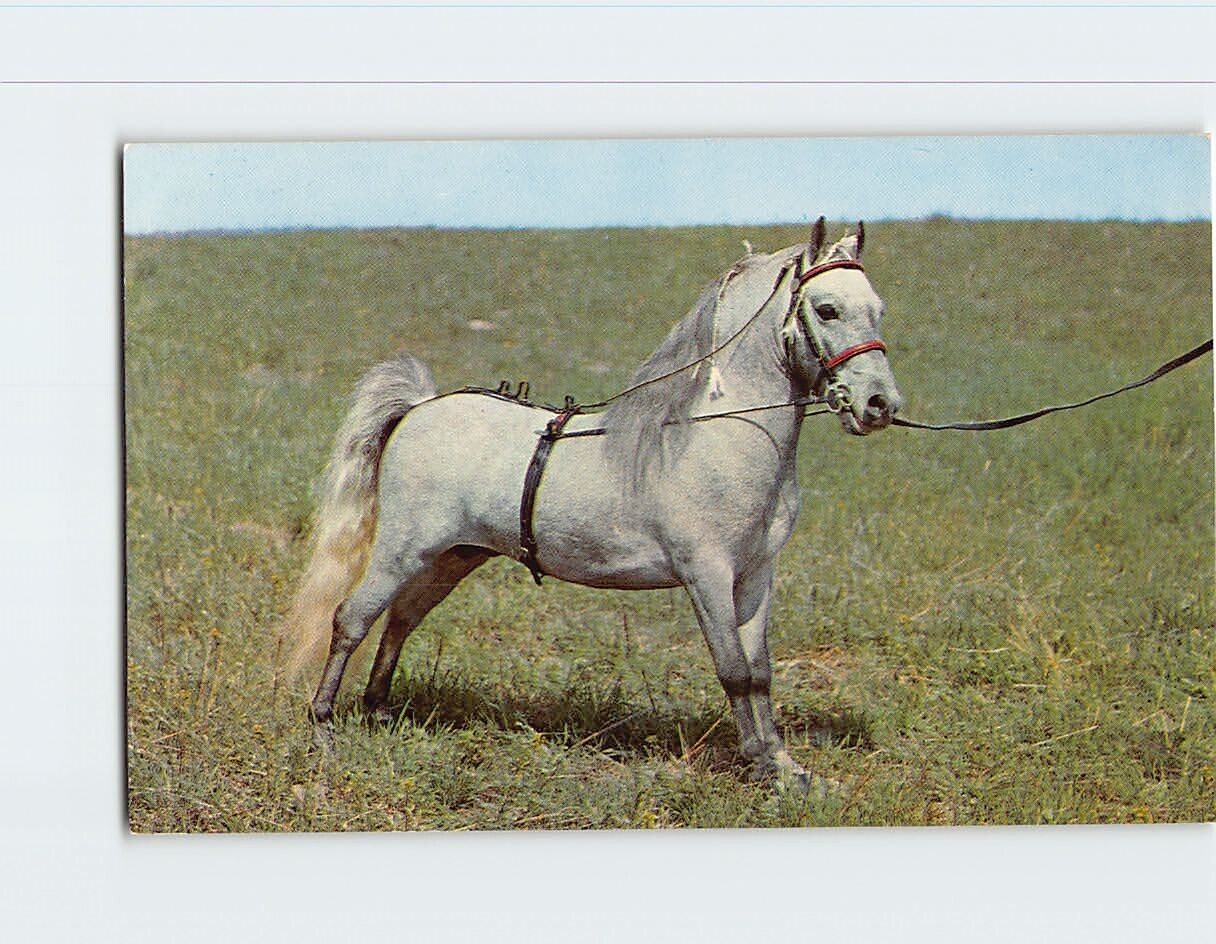 Postcard Beautiful White Horse